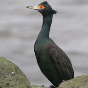 Adult breeding plumage