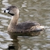 Breeding adult. Note: black band around bill.